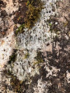 Spodumene in outcrop