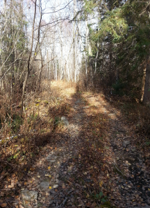 Typical road and bush