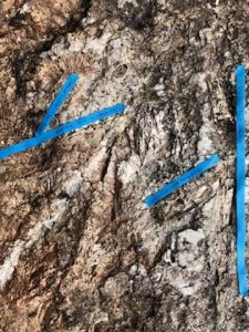 Big Spodumene Crystals