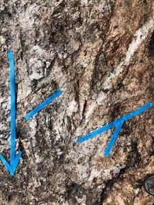 Big Spodumene Crystals