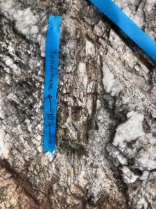 Big Spodumene Crystals